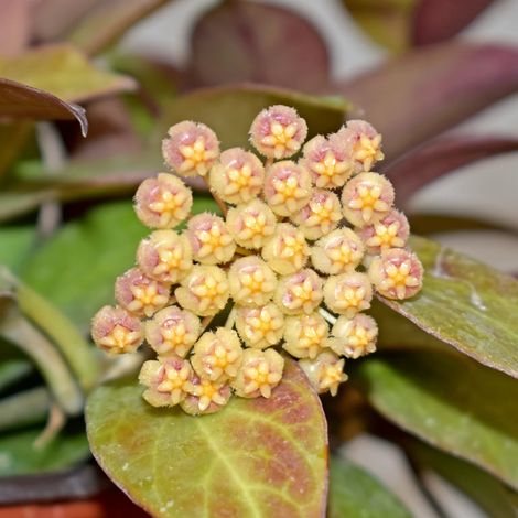 HOYA SUNRISE (fiore di cera) (1/2)