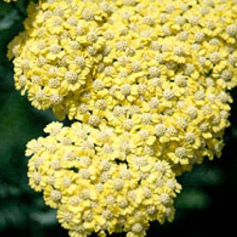 4 x Achillée  - Achillea 'Taygetea'  - godet 9x9 cm (1/5)