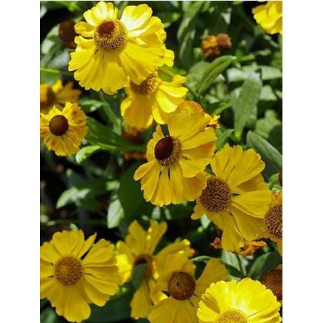 Hélénie 'El Dorado' Godet de 8/9 cm (1/3)