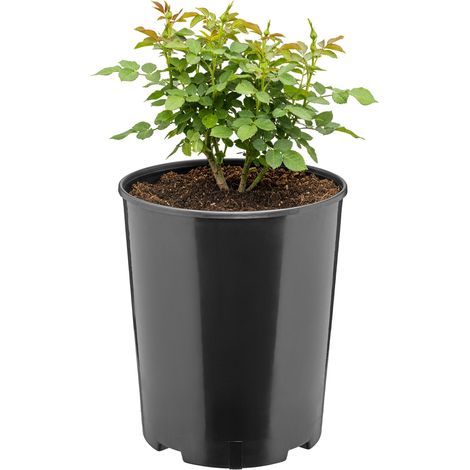 Garronda Blumentopf rund Kunststoff Ø18 x 21,5 cm (4L) mit Drainagelöchern Pflanztopf robustes PP Pflanzgefäß für Garten Gewächshaus Balkon Anzucht Innen Außenbereich Schwarz GD-0204