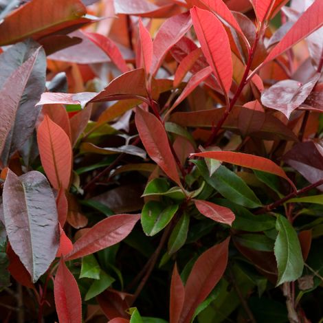 Photinia nain Red Robin - Photinia fraseri Red Robin 80cm en pot (1/4)
