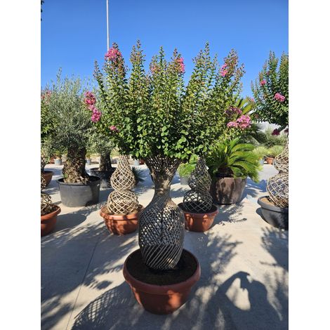 LAGERSTROEMIA INDICA SPIRALE CIOTOLA 70