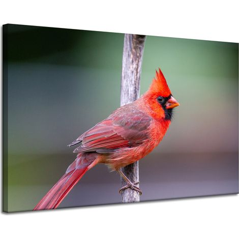 Impression sur toile Animaux Cardinal Oiseau 120x80 cm