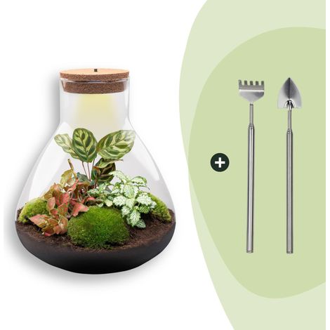 Terrarium de Plantes DIY avec Lumière - Sam XL Rouge - Ø 30 cm H 35 cm - Kit Écosystème - PANGIVO (1/4)
