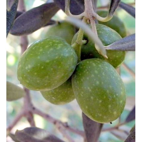 Planta de Olivo Variedad Hojiblanca. 100 Cm