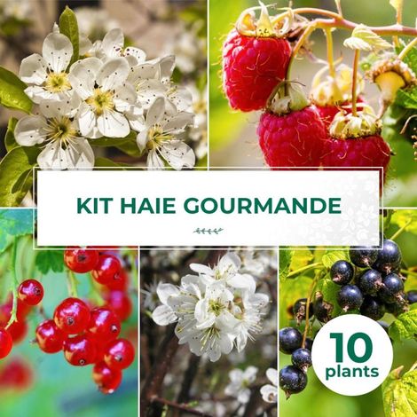 Haie Gourmande - 10  arbustes (1/2)