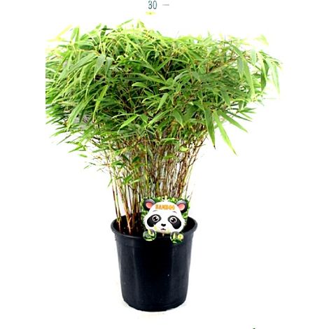 Planta Natural de Bamb� Fargesia en Maceta M23