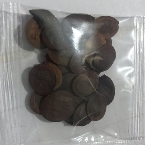 [Planta de jardín] 20 semillas de glicinia para balcón, patio y terraza, flores azules – esquejes y siembra para un fácil crecimiento. (1/3)