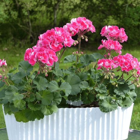 Geranium zonale varié/Barquette de 6 godets