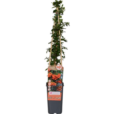 Buisson ardent  - Pyracantha 'Orange Glow'  - 60-80 cm pot (1/5)