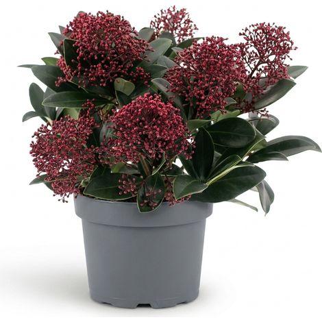 Bloomique - Skimmia japonica 'Rubella' - Arbuste - Plante de jardin - Boutons floraux rouges - Rustique - Persistant - Convient également à l'ombre - Hauteur 25-30 cm - Pot 19 cm (1/4)