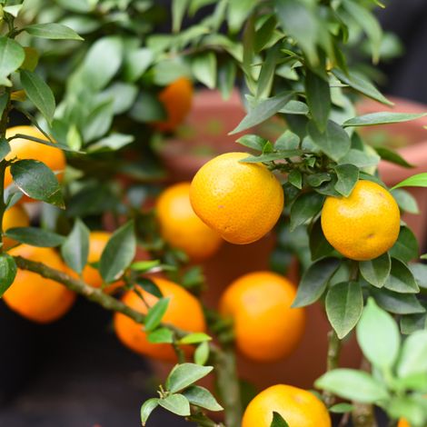 Oranger amer Chinotto - Citrus aurantium Chinotto mini tige 40/50 cm Pot 19cm