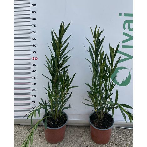 PIANTA DI OLEANDRO VASO 18 altezza 50/60 cm ROSA CHIARO  (foto reale)