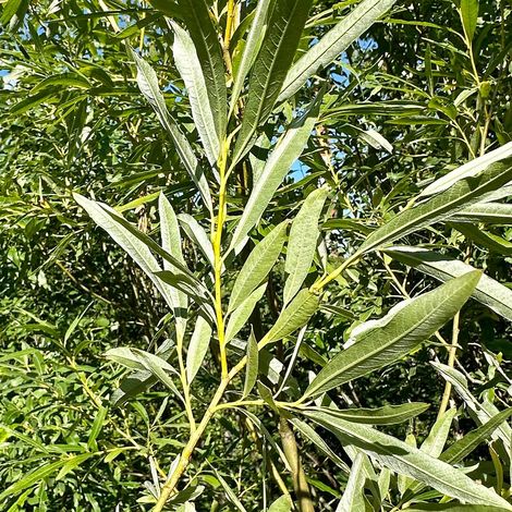 Saule des vanniers, Salix/Pot de 5L - Touffe
