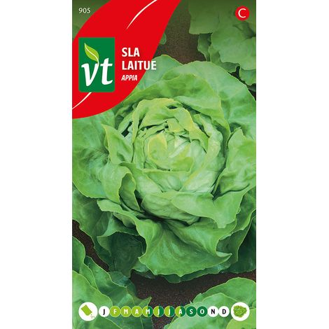 Laitue Appia - Ca. 3 gr (Livraison Gratuite) (1/2)