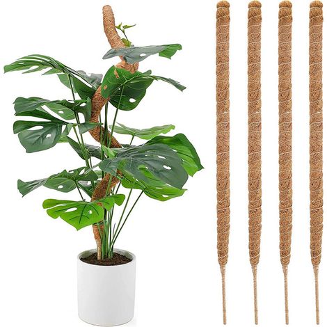 Filiyano-Tuteur en mousse pour plantes Monstera, lot de 4 supports flexibles pour plantes [JUN] (1/5)