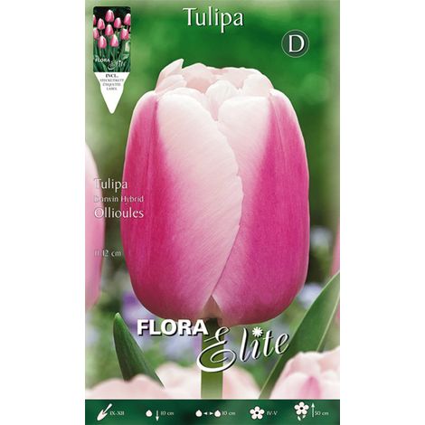 BULBI AUTUNNALI TULIPANO DARWIN HYBRID OLLIOULES CONFEZIONE DA 10 BULBI