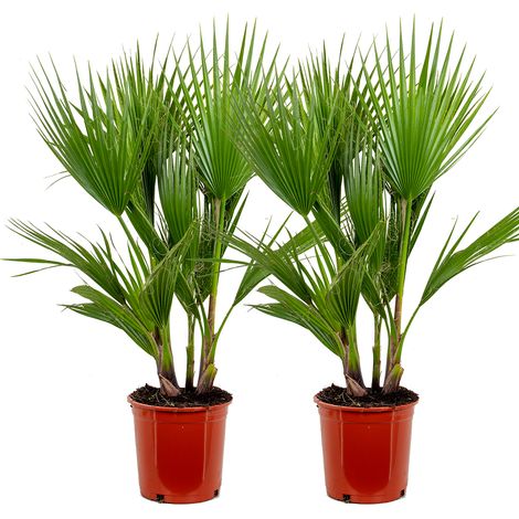 Bloomique - Lot de 2 - Washingtonia Robusta - Palmier éventail mexicain - Palmier rustique - Plantes de jardin - 80-100 cm de haut - Pot 21 cm