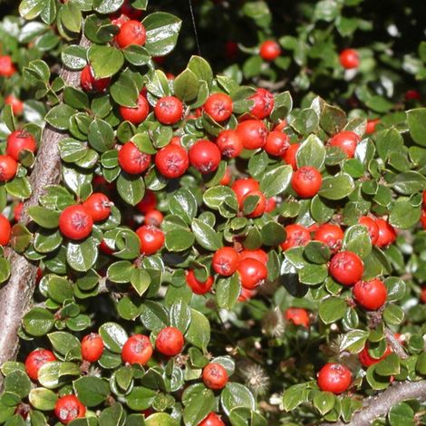 Cotoneaster Major, Cotonéaster/Pot de 3L - 20/40 cm