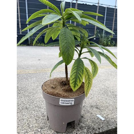 Gardenaria Edgeworthia chrysantha - Arbusto ornamentale da giardino - Altezza: 40/60 cm (vaso19) (1/5)