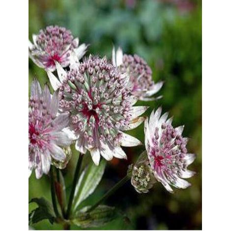 Grande Astrance 'Rosensinfonie' Godet de 8/9 cm (1/2)