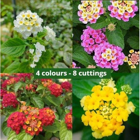 8 cuttings - Lantana camara - 2 pink