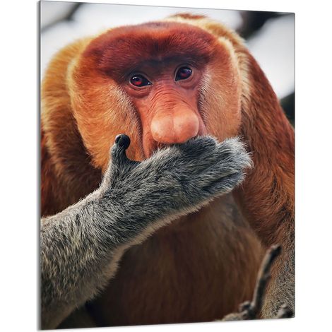 Glasschneidebrett 40x52 Proboscis (1/5)
