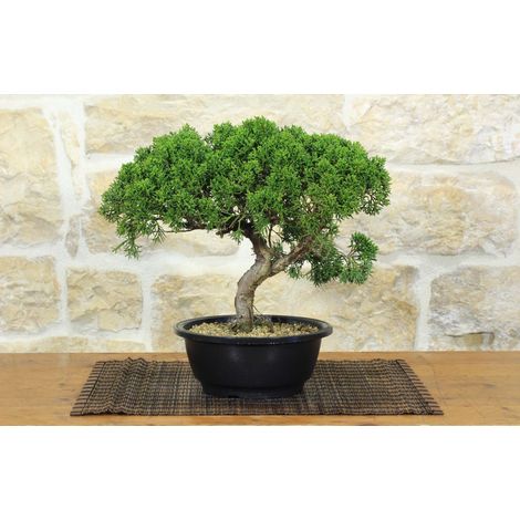 Prebonsai di Ginepro Kishu (14)