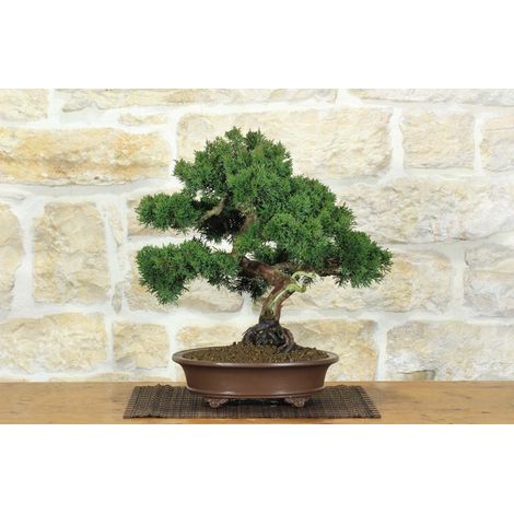 Bonsai di Ginepro Kishu (133) (1/5)