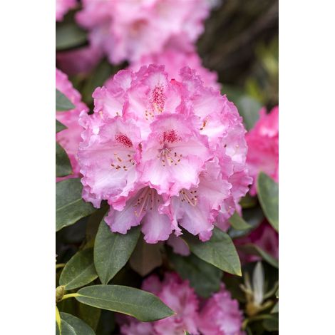 Rhododendron 'Simona' Rhododendron Hybr.'Simona' C 5 30- 40 (1/5)