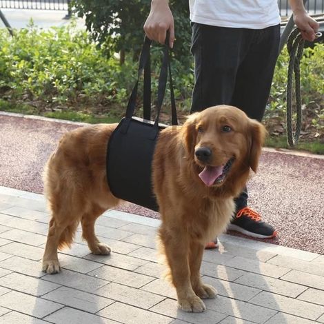 ZHA Support de chien Harnais de rééducation de levage et d'assistance pour chien noir avec poignée pour aide canine (XL) (1/4)