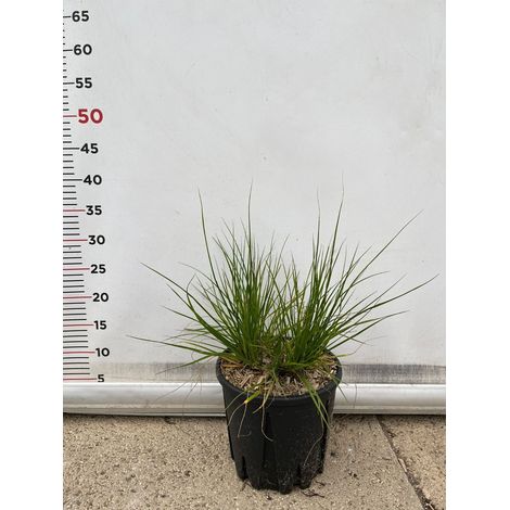 PENNISETUM 'HAMELN' VASO 15 pianta graminacea erbacea perenne