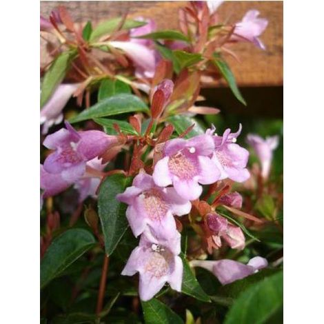 Abélia 'Edward Goucher' Godet de 8/9 cm (1/3)