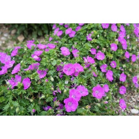 6x Géranium sanguin (Geranium sanguineum) - pot P9 (9x9)