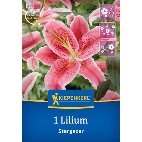 Kiepenkerl Herbstblumenzwiebel Oriental-Lilie Stargazer 1 Stück (1/2)