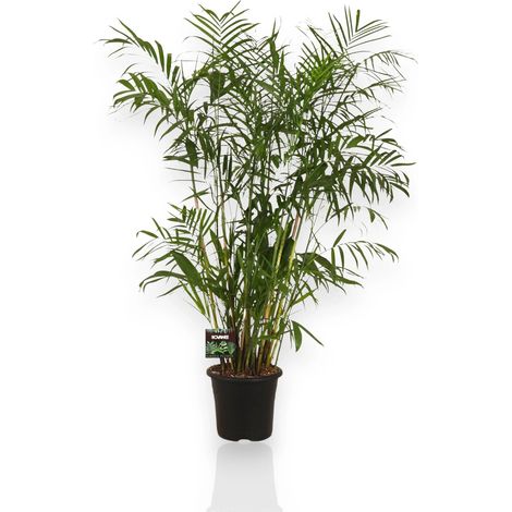 Gardenaria Chamaedorea seifrizii - Pianta da interno ornamentale - Altezza: 140 cm (vaso 24) (1/5)