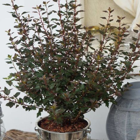 Physocarpus Little Joker® 'Hoogi041', Physocarpe/Pot de 3L - 40/60 cm