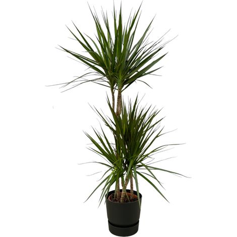 Dracaena Marginata Dragonnier Plante d'Intérieur avec Pot Noir H120 cm - PANGIVO