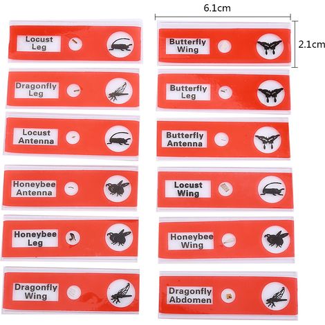 12 präparierte Objektträger in Plastikhüllen – Präparate von Tieren, Insekten, Blumen und Pflanzen – rote Box