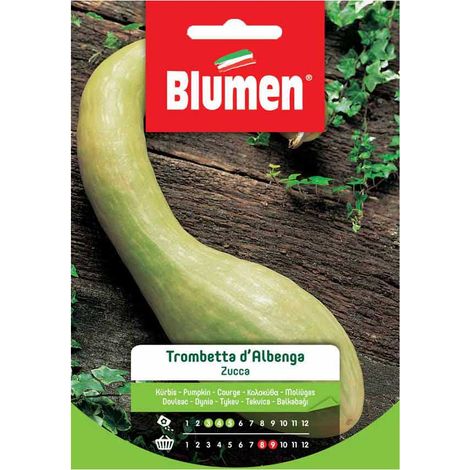 SEMI ZUCCA TROMBETTA D'ALBENGA BLUMEN