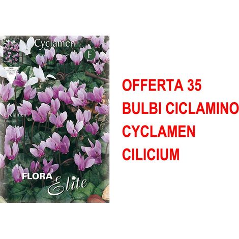 OFFERTA 35 BULBI CICLAMINO CYCLAMEN CILICIUM BULBI BULBS BULBES