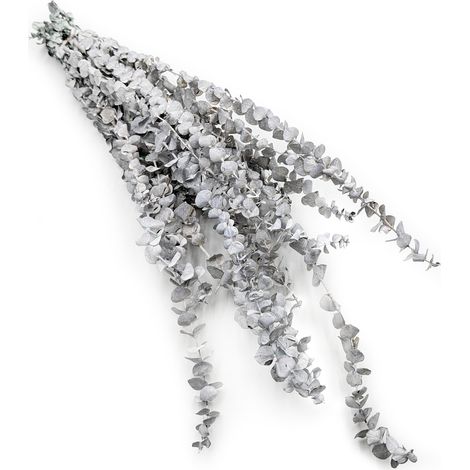 Stabilisierter Eukalyptus – Baby – gebleichtes Grün (1/5)