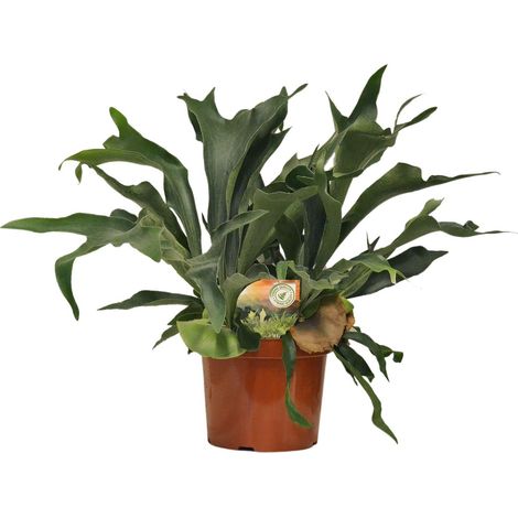 Vriesea Plante d'Intérieur Tropicale Purificatrice - Pot Ø 12 cm - Hauteur 55 cm - PANGIVO (1/4)
