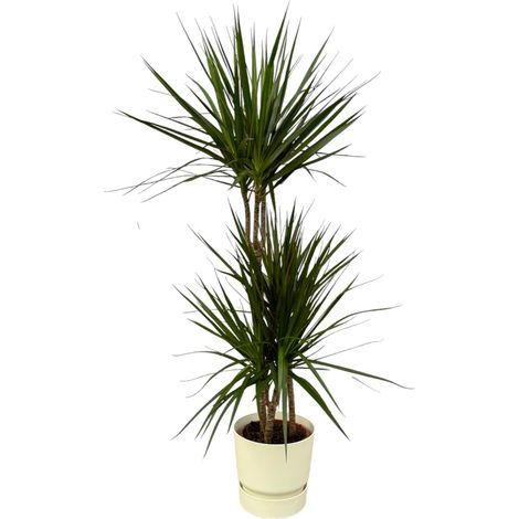 Dragonnier Dracaena Marginata Plante d'Intérieur avec Pot Blanc 120 cm Ø 21 cm - PANGIVO