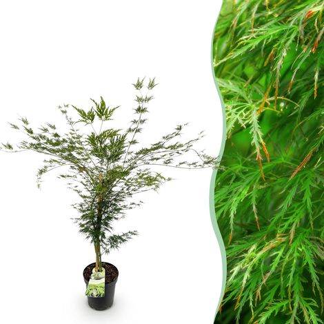 Érable du Japon Acer palmatum Emerald Lace - Plante de Jardin Verte - Pot 26cm - 90cm - PANGIVO (1/5)