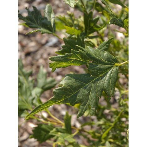 Tilleul 'Henryk Eder' Pot de 7,5L/10L (1/2)