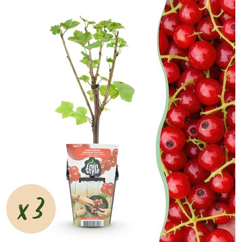 Groseillier à Grappes Jonkheer van Tets Ribes rubrum Arbuste Fruitier Rustique Lot de 3 Plants - PANGIVO (1/5)
