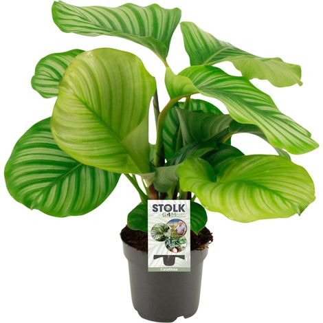 Calathea Orbifolia Plante d'Intérieur Décorative Feuillage Graphique Pot Ø14 cm Hauteur 45 cm - PANGIVO (1/4)
