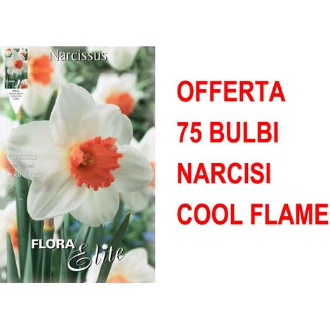 OFFERTA 75 BULBI NARCISO LARGE-CUPPED COOL FLAME