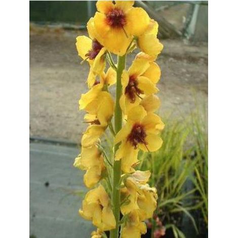 Molène 'Cotswold Queen' Godet de 8/9 cm